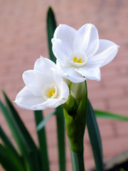 White Narcissus, Spring Flowering Plants