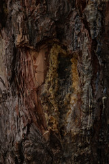 Texture of a bark with mushroom