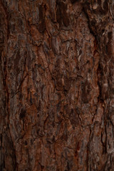 Bright brown bark texture