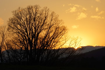 Fototapeta na wymiar Sunset Over the Blue Ridge Mountain in Autumn with Leafless Trees