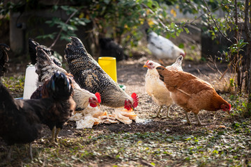 Farm poultry. Chickens and roosters eat soaked bread. Concept - healthy, non-GMO food