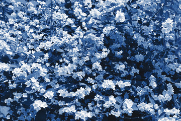 Classic blue jasmine background. Jasmine flowers blossoming in sunny day. Trendy colour 2020.