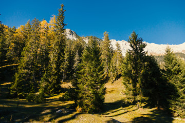 Herbstlicher Bergwald im Hochgebirge vor dunkelblauem Himmel