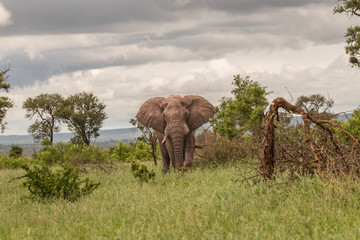 Elefant kurf vor dem Angriff