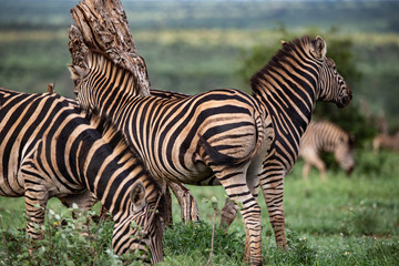 Zebras am Baum