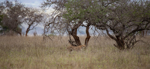 Gepard im Gras unter Bäumen