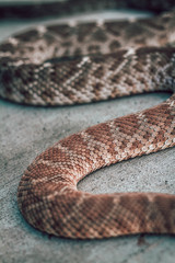 Rattle snake closeup. Venomous snakes. Danger animals closeup. Mexican animals. Ensenada. Baja California. Mexico. 