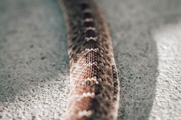 Rattle snake closeup. Venomous snakes. Danger animals closeup. Mexican animals. Ensenada. Baja California. Mexico. 