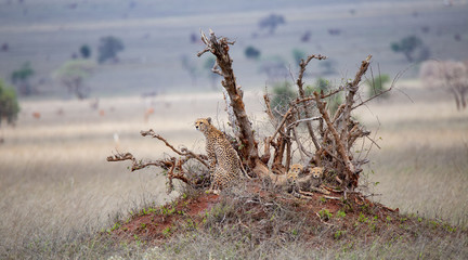 Gepard mit Nachwuchs © Ralf