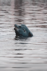 Sea lions in the Cruiseport Village. Hutchison Ports ECV Marina. Ensenada. Baja California, Mexico. 