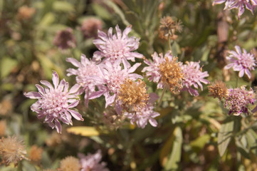 Close-up of some violet flowers of Pterocephalus lasiospermus typical of the ravines of Teide National Park.