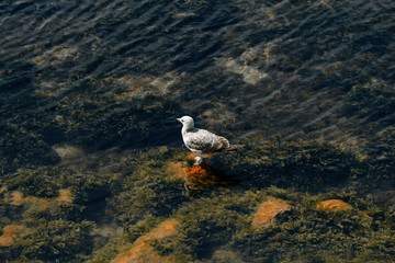 seagull on a rock