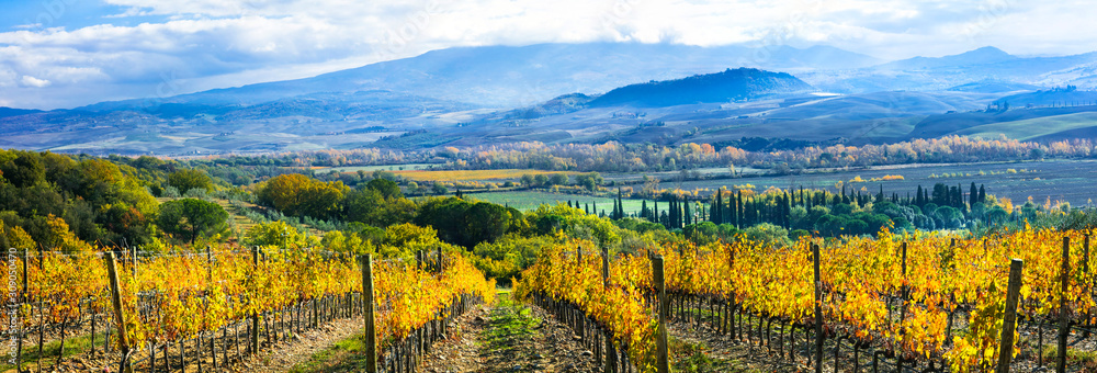 Wall mural Beautiful Tuscany wine region of Italy. Golden picturesque vineayds