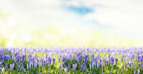 Foto op Plexiglas achtergrond krokus lente © drubig-photo