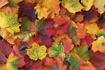Naklejka na ściany i meble Fallen colorful autumn maple leaves background texture 