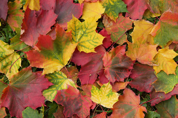 Fall colorful autumn maple leaves background texture