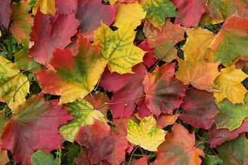 Naklejka na ściany i meble Fall colorful autumn maple leaves background texture
