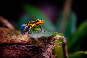Mimic Poison Frog or poison arrow frog