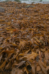 Seaweed washed up on shore