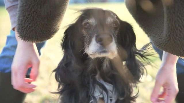 Petting Very Cute Dog 60fps