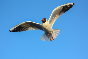 Birds flew on the melting river