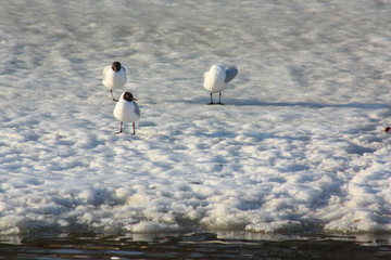Birds flew on the melting river