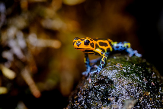 Mimic Poison Frog Or Poison Arrow Frog