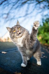 playful blue tabby maine coon cat standing on roof of a shed outdoors raising paw