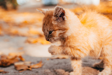 Fototapeta na wymiar orange kitten on autumn background