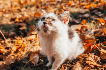 Naklejka na ściany i meble orange kitten on autumn background