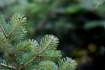 Detail of fir branches, typical of Christmas