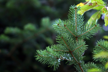 Detail of fir branches, typical of Christmas