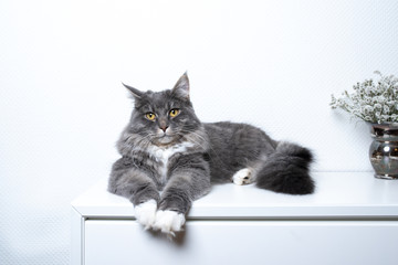 blue tabby maine coon cat with white paws lying on cupboard relaxing looking at camera