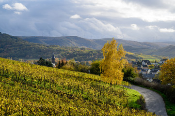 Hügelige Dorflandschaft mit Weinreben, Baum und stimmungsvollem Licht