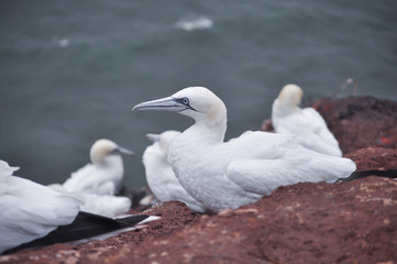 Helgoland Basstölpel