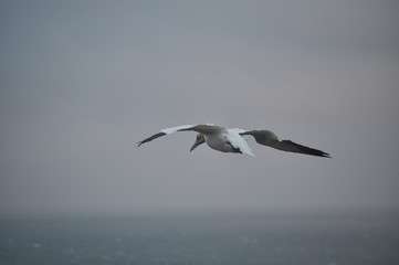 Helgoland Basstölpel