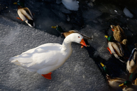 White Embden Goose with blue eyes and Mallard ducks in icy water