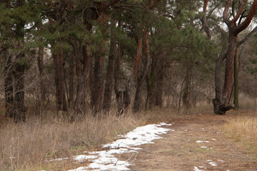Trail in the pine forest closeup, Ukraine
