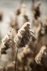 plants of a lake © B.Tkaczyk