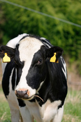 Obraz na płótnie Canvas Dairy cows grazing on Japanese ranch