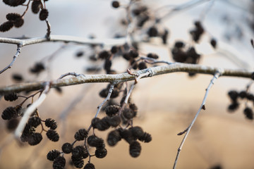 When a tree is about to fall asleep © B.Tkaczyk
