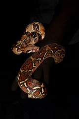 snake on black background