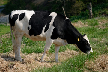 Naklejka na ściany i meble Dairy cows grazing on Japanese ranch