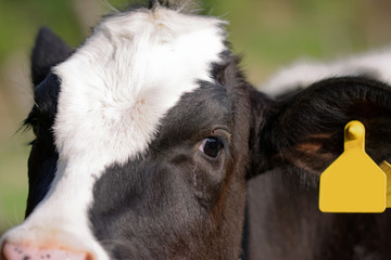 Dairy cows grazing on Japanese ranch