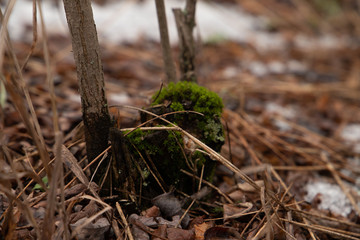 Moss on the root of a tree surrounded by dry leaves in the forest closeup