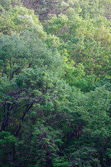 Green forest on mountain slope