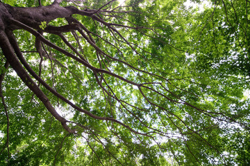 oak tree branch and green leaf