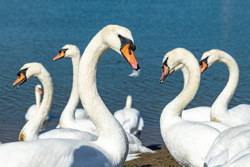 Obraz premium Mute swans (cygnus olor) on the River Crouch at South Woodham Ferrers, Essex, UK