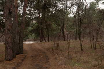 Pines and trees in the pine forest with road between, Ukraine