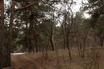 Trees in the pine forest with skies on background, Ukraine